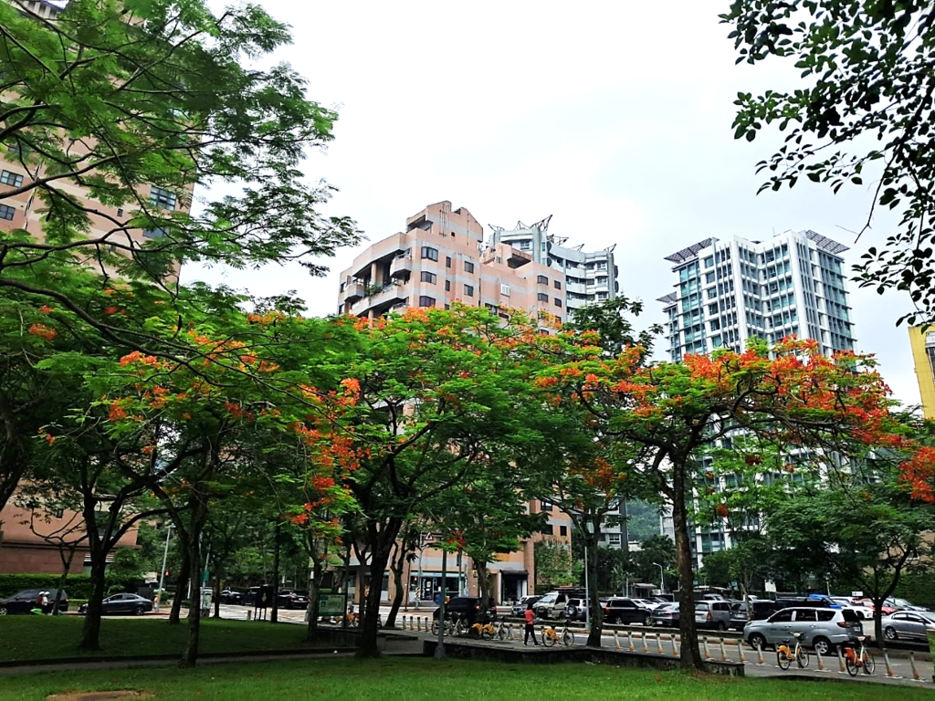 松德公園鳳凰木遠景。（圖片來源：臺北市政府工務局公園路燈工程管理處）