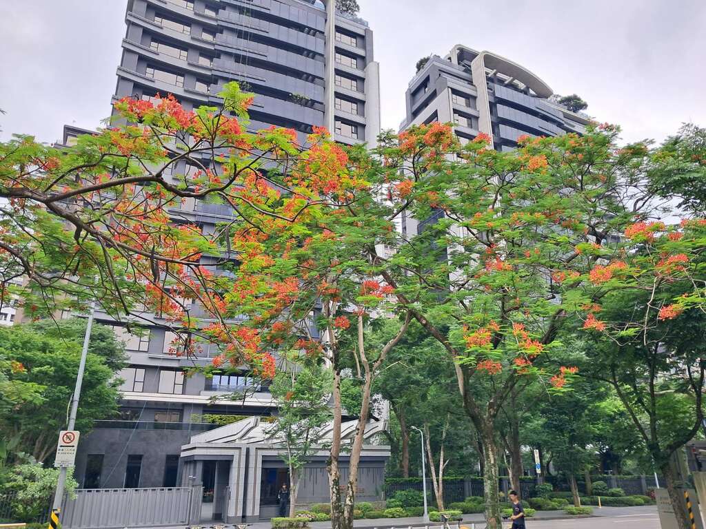 鳳凰木花期綻放（圖片來源：臺北市政府工務局公園路燈工程管理處）
