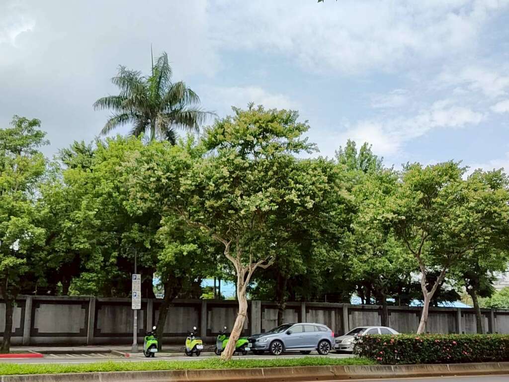 民權東路三至四段的九芎盛開如夏日白雪（圖片來源：臺北市政府工務局公園路燈工程管理處）