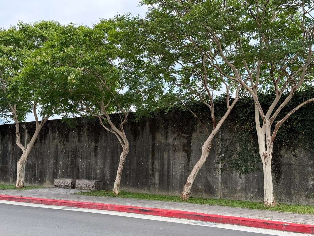 九芎位於潭美街堤側沿線(成功橋下方至安美街段)樹型玉立（圖片來源：臺北市政府工務局公園路燈工程管理處）