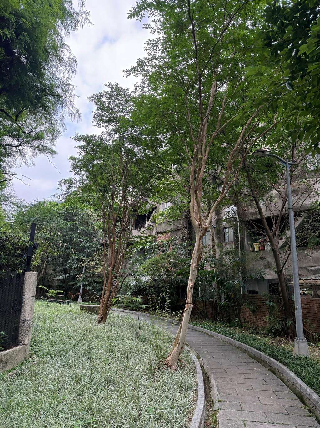 南港區園區綠地九芎樹景（圖片來源：臺北市政府工務局公園路燈工程管理處）