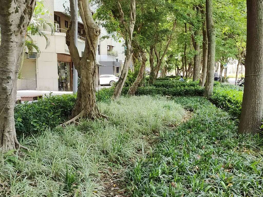 銀紋沿階草與麥門冬,兩者顏色明暗對比而相似的型態,搭配波浪形邊緣的塑造,提供行人帶著節奏感的趣味性（圖片來源：臺北市政府工務局公園路燈工程管理處）