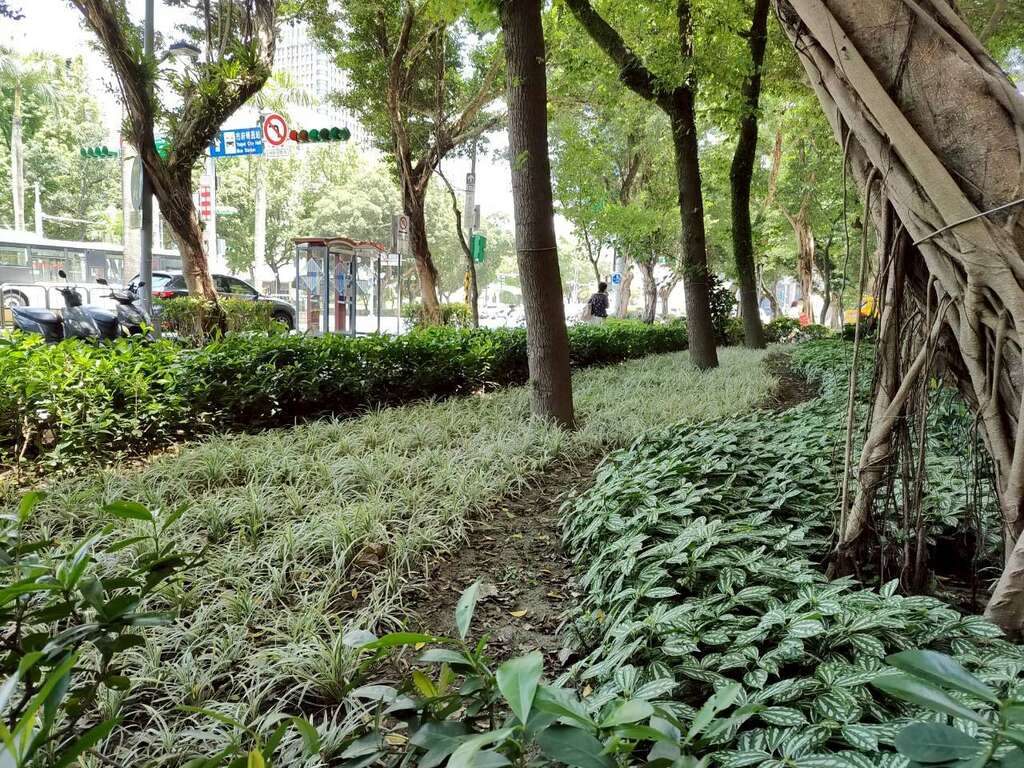 層次分明的耐陰植栽隨著街道與設計鋪展,於綠意間交織出自然、色彩紛呈且富有節奏感的街景畫面（圖片來源：臺北市政府工務局公園路燈工程管理處）