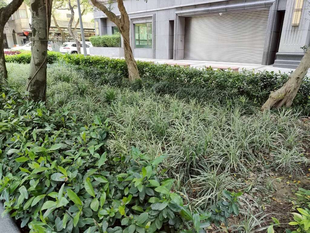 完整樹蔭環境下,植栽選擇以耐陰性佳、管理穩定的種類為主,能在半遮蔭條件下維持良好生長狀態。（圖片來源：臺北市政府工務局公園路燈工程管理處）