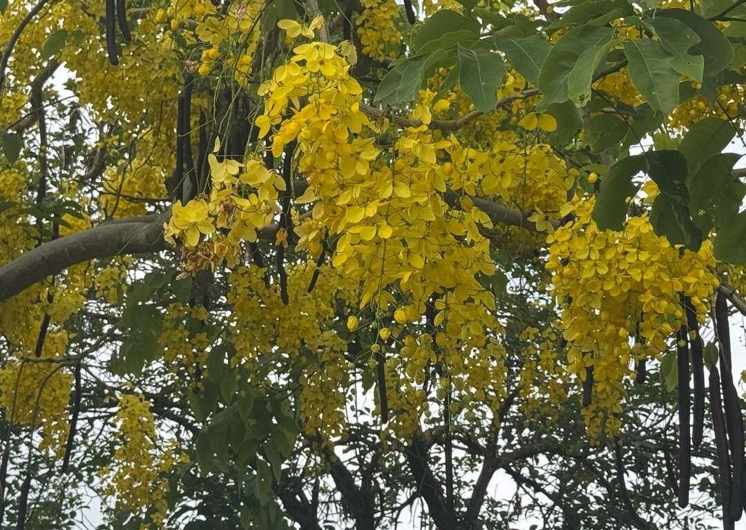 一串串傾瀉而下的花朵（圖片來源：北市政府工務局公園路燈工程管理處）