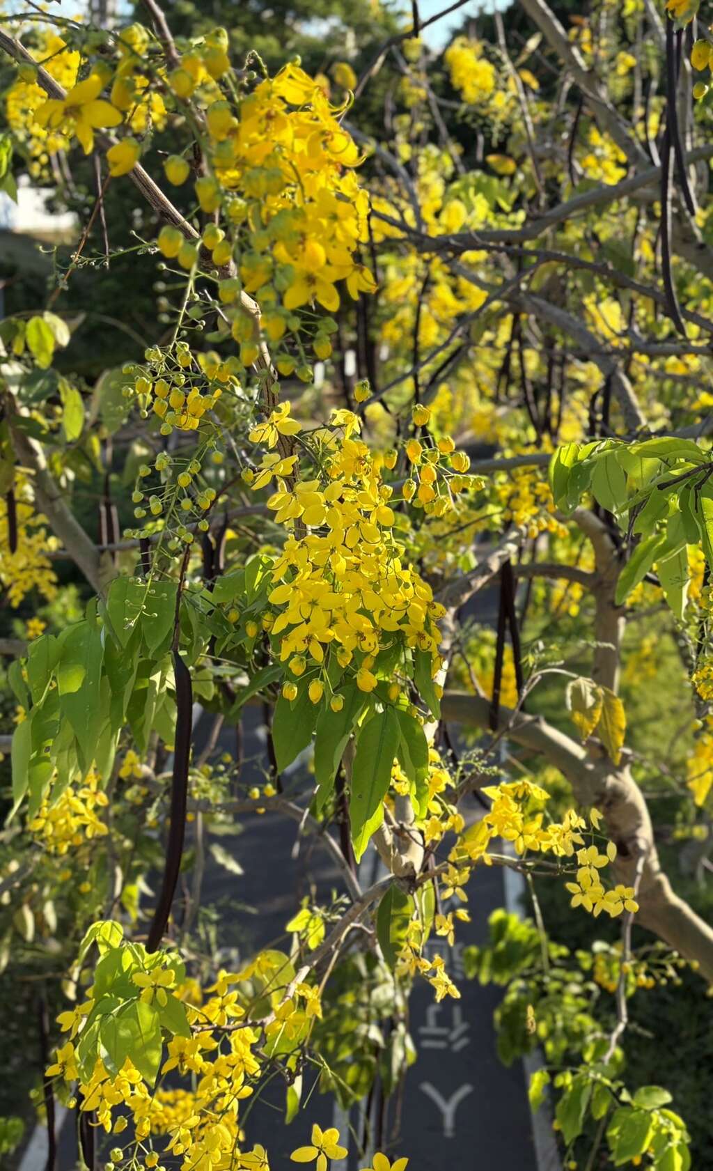 城市裡的那一抹黃（圖片來源：北市政府工務局公園路燈工程管理處）