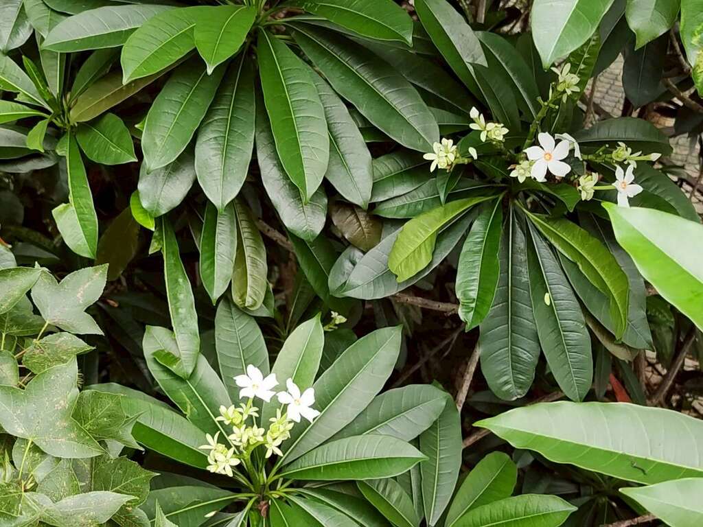 花形非常類似同科不同屬的日日春（圖片來源：臺北市政府工務局公園路燈工程管理處）