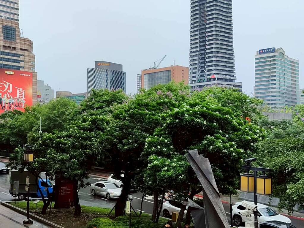 臺北車站北側臨市民大道一段綠帶的海檬果已進入盛花期（圖片來源：臺北市政府工務局公園路燈工程管理處）