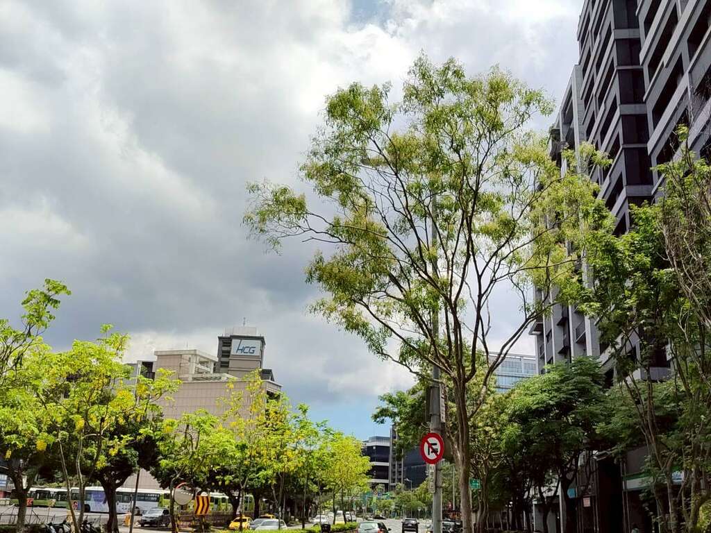 行善路人行道光腊树与中央分隔岛阿勃勒相呼对映（图片来源：台北市政府工务局公园路灯工程管理处）
