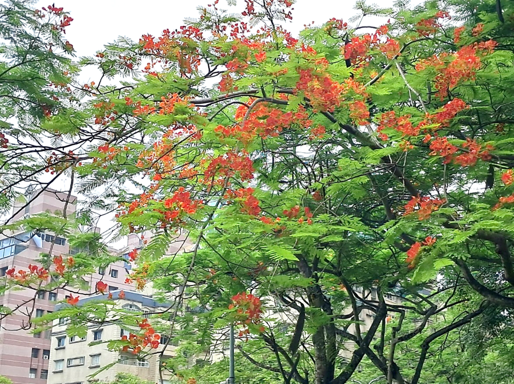 松徳公園のホウオウボクが満開！