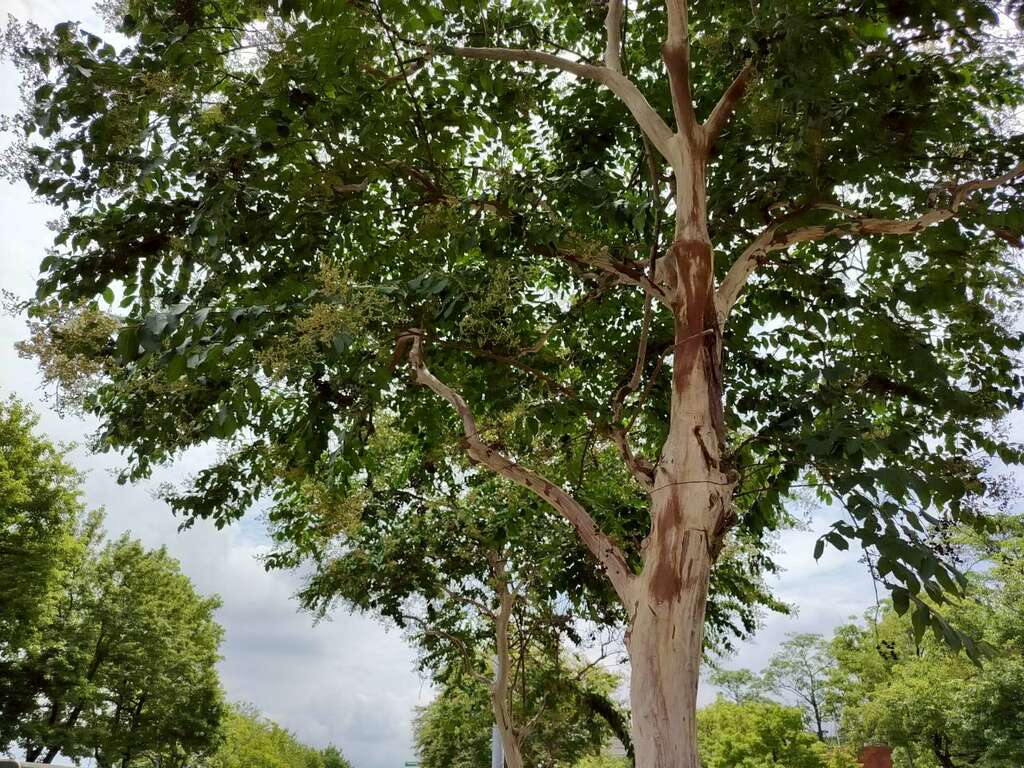 Subcostate Crape Myrtle Blooms Like Summer Snow, A