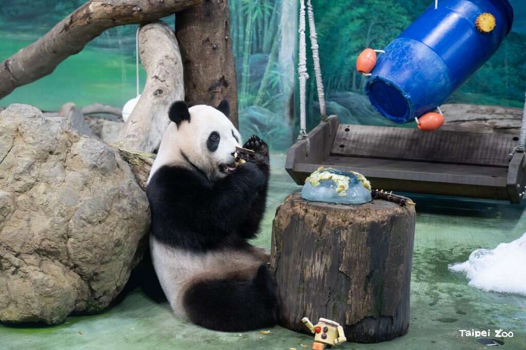 这次的造形蛋糕使用大量水果,圆实正吃着排成6岁图案的旗子。（图片来源：台北市立动物园）