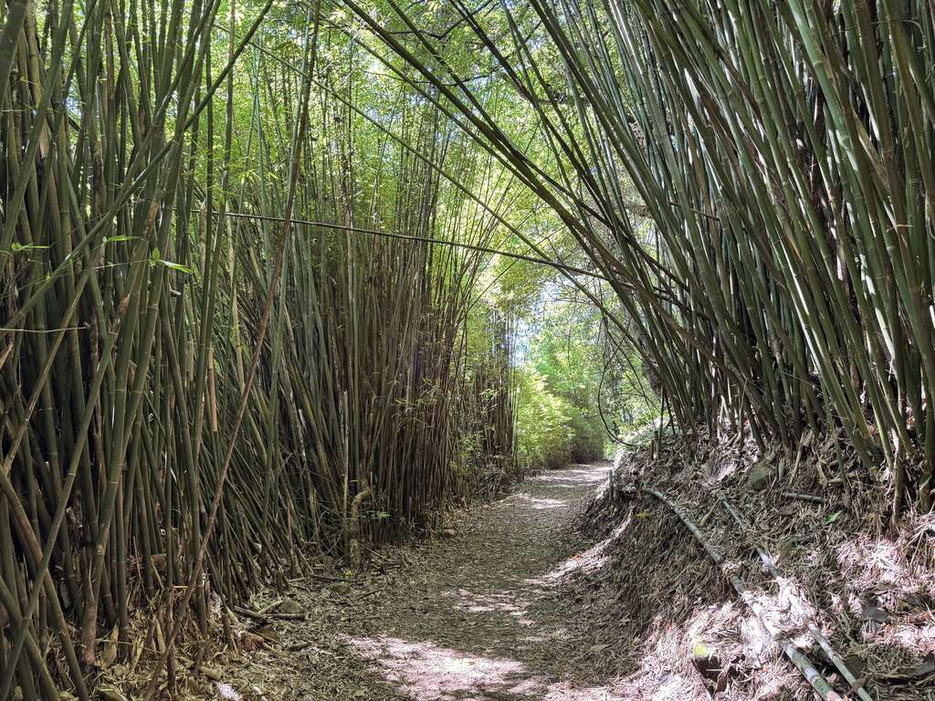 竹林隧道（圖片來源：臺北市政府工務局公園路燈工程管理處）