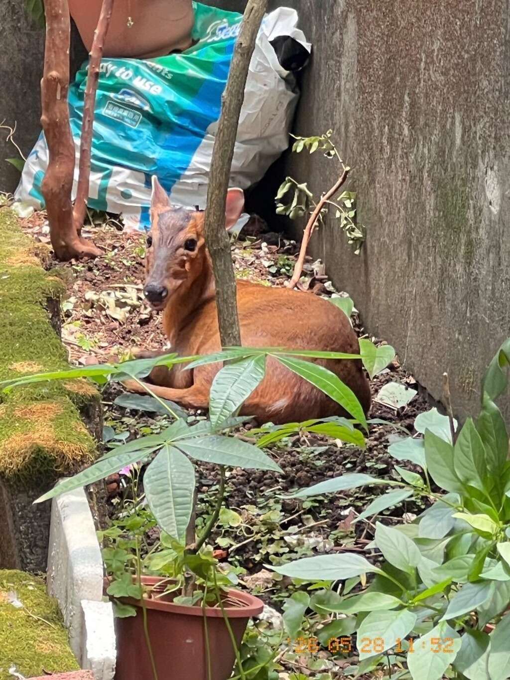 Don't Chase! Your ''Kindness'' Could Be Fatal: Young Muntjacs Wander into Taipei City