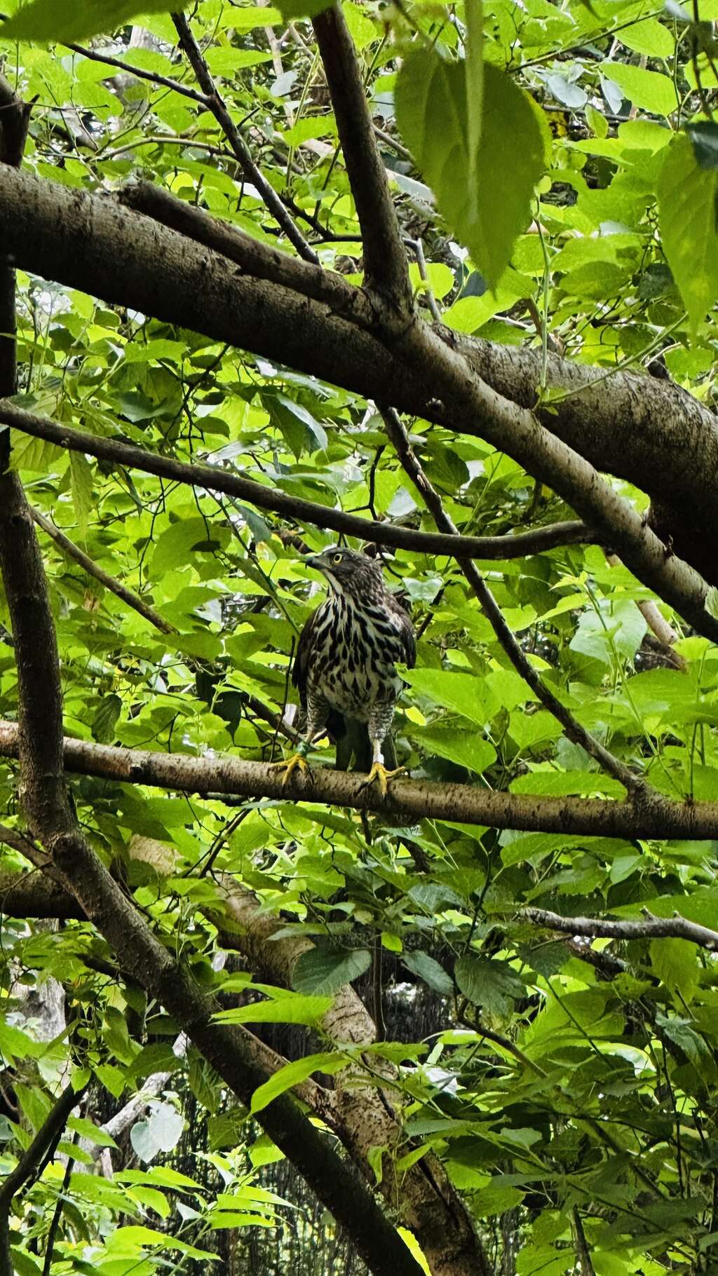 樹冠間一道身影掠空而過,鳳頭蒼鷹悄然現身榮星花園公園。（圖片來源：臺北市政府工務局公園路燈工程管理處）