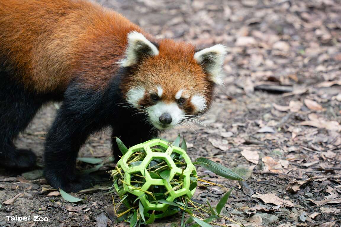 Malayan Tapir "Bintang" and Red Panda "Qianqian" A