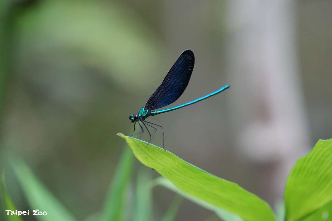 本周六夜间开放月光电影院将上映生态纪录片真实虫虫危机A Real Bug's LifeOnce a pond a time,以昆虫豆娘的生命视角,带着大家经历池塘里丰富生命的微观世界(图为白焦珈吨)（图片来源：台北市立动物园）