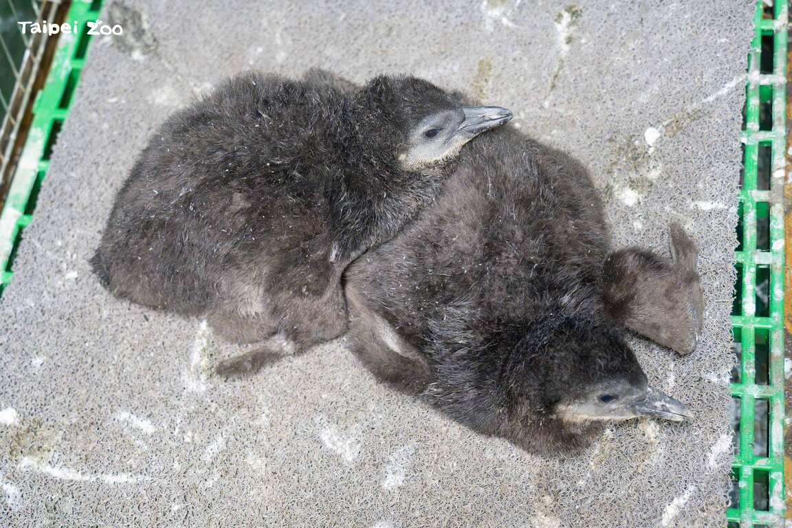 ケープペンギンのベビーラッシュ ペンギン幼稚園が開園