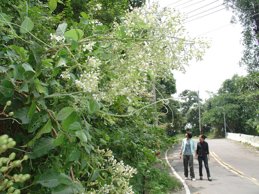 士林區公所325邀您親山淨山健身環保行！