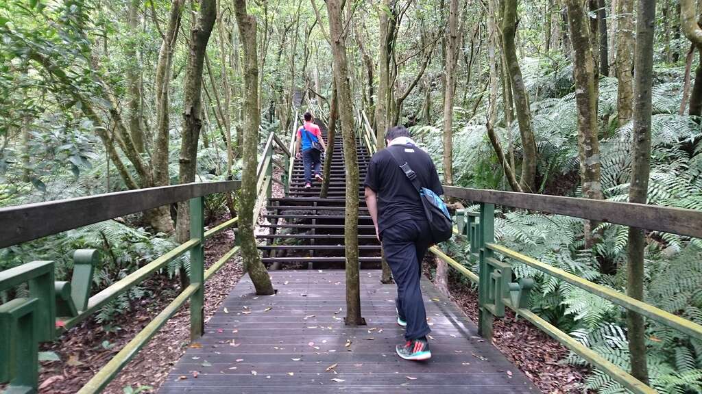 活动後到大仑头步道沿途零距离观察树木