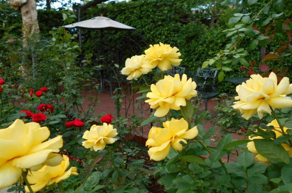 圖2、臺北玫瑰園玫瑰盛開，花團錦簇，處處都有典雅優美景緻。