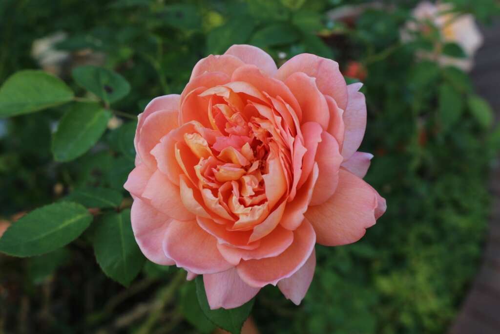圖4、單朵大花形的玫瑰花形優美，香氣迷人，吸引人目不轉睛地凝視。