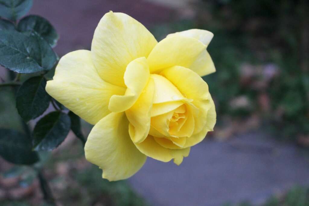 图7、柔美之黄，现代大花杂交茶香玫瑰；金黄色、半剑瓣高心波浪型、淡香。