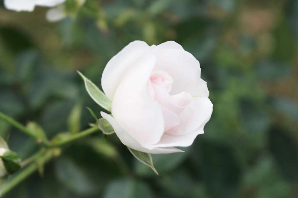 图8、赛居尔伯爵夫人，现代杂交茶香玫瑰；粉色、重瓣球状平开花型。