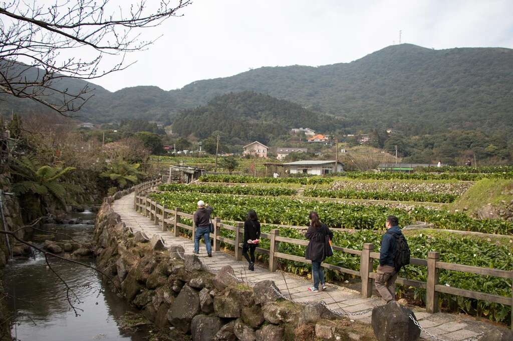 春暖花开海芋季  竹子湖溪畔步道全攻略