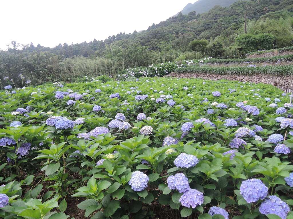 春暖花开海芋季  竹子湖溪畔步道全攻略