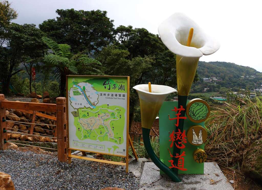 春暖花开海芋季  竹子湖溪畔步道全攻略