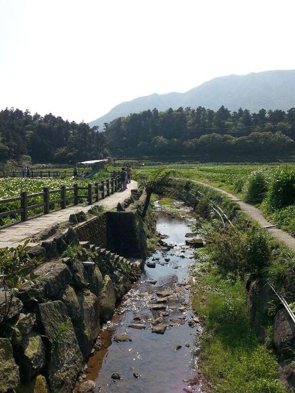 春暖花开海芋季  竹子湖溪畔步道全攻略