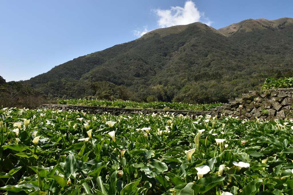 春暖花开海芋季  竹子湖溪畔步道全攻略