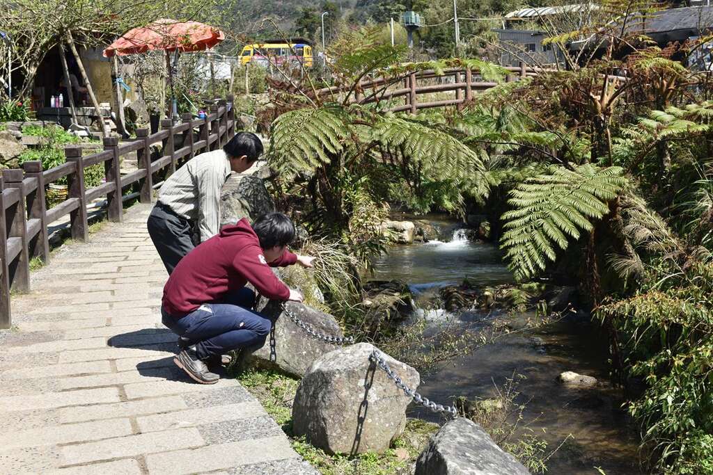 春暖花开海芋季  竹子湖溪畔步道全攻略