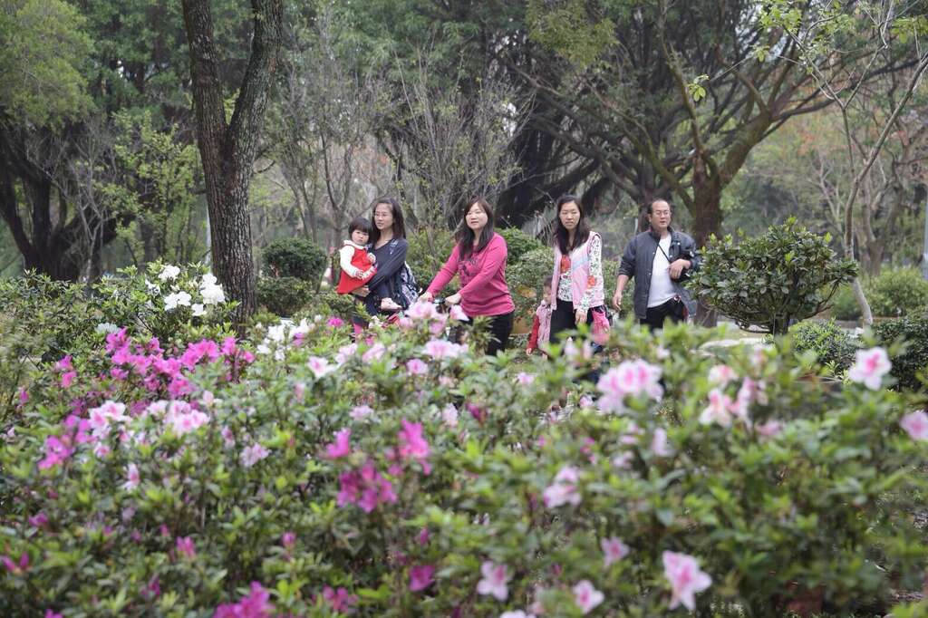 大安森林公園杜鵑花綻放中。