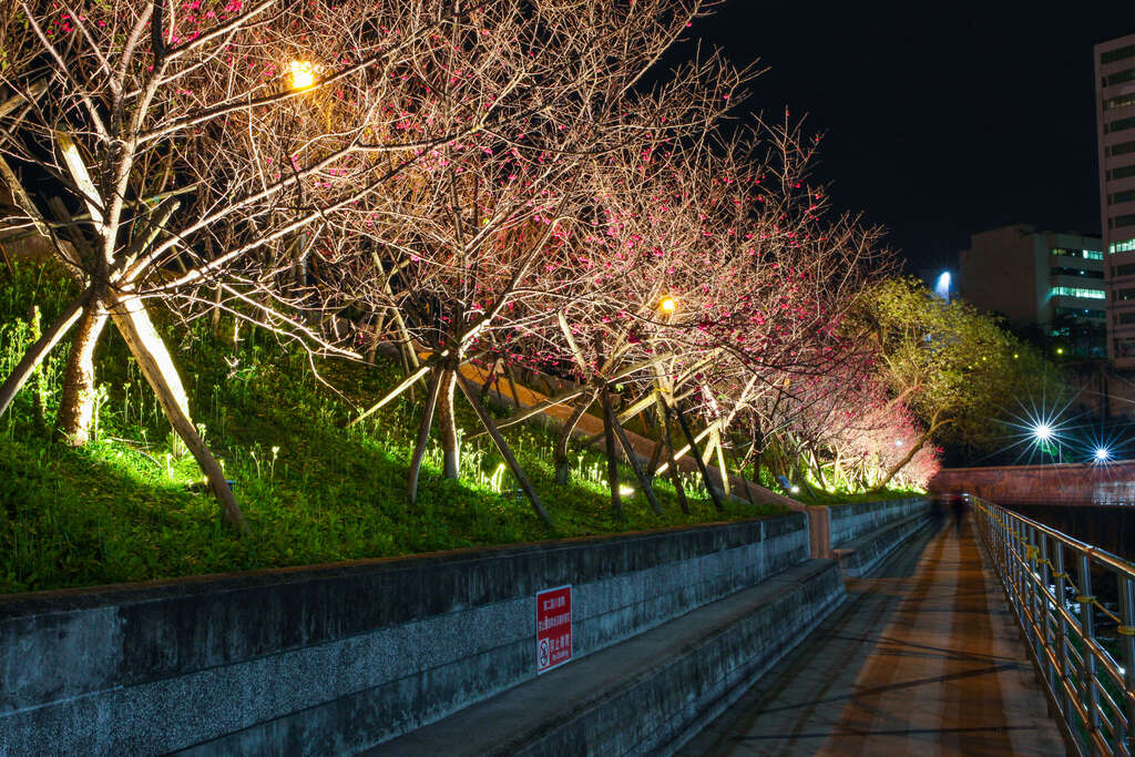 圖1.樂活公園櫻花林第二區-八重櫻