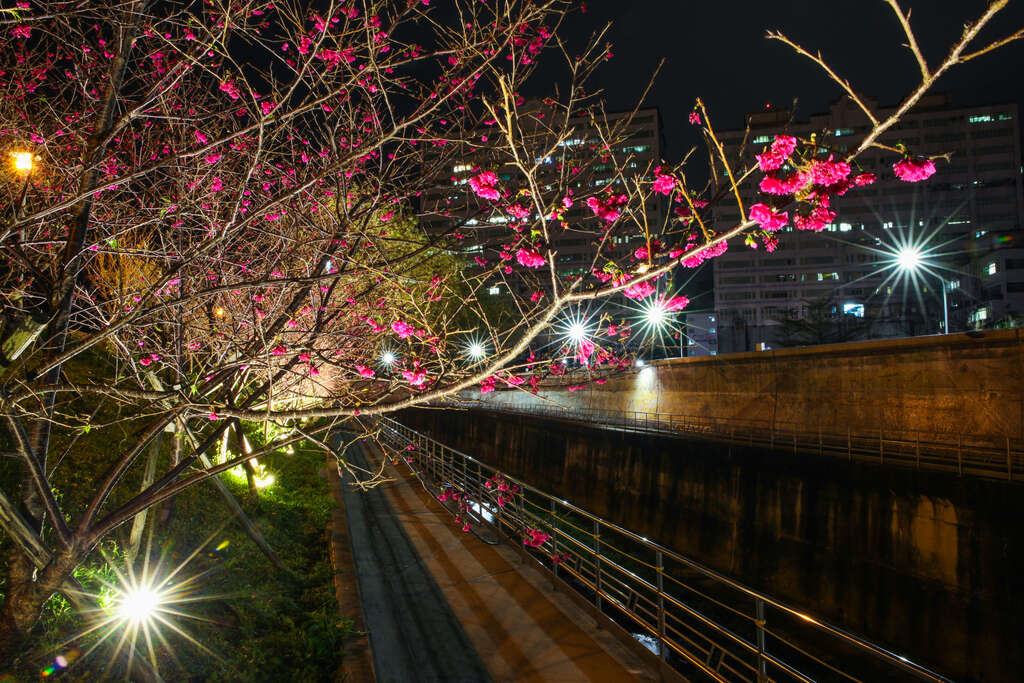 圖2.樂活公園櫻花林第二區-八重櫻
