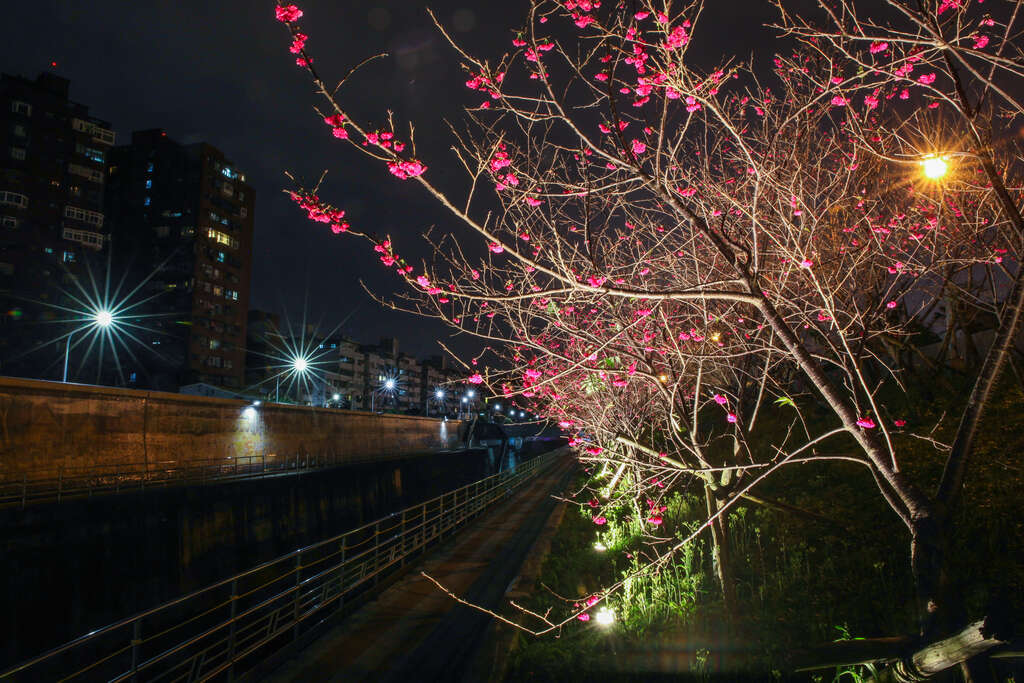 圖7.樂活公園櫻花林第二區-八重櫻