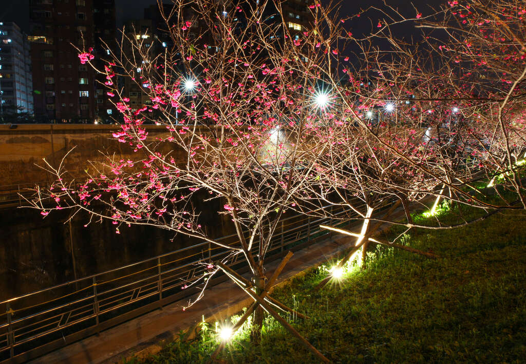圖10.樂活公園櫻花林第二區-八重櫻