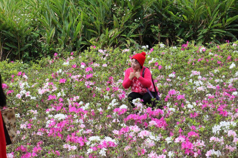 (图3) 杜鹃花开成为市民拍摄及观光景点