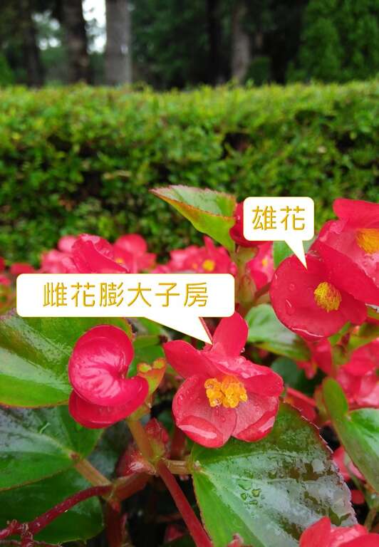 照片11.雌雄同株异花的四季秋海棠雄花与雌花