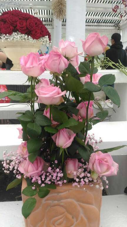 图4. 俏皮粉红色的”Pink O’hara”。