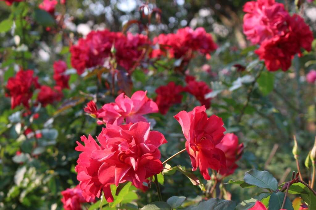 Immersed in Rosy Beauty: The Taipei Rose Garden 2017 Spring Exhibition