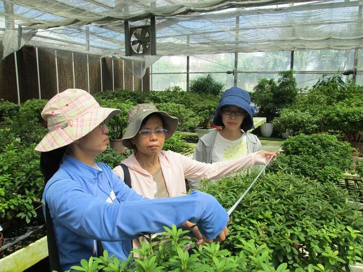 台北ツツジフェスティバル  季節の花のパーティーへ！
