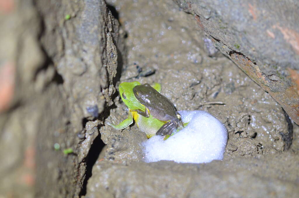 图2. 台北树蛙繁殖交配 (拍摄者：周子钦)