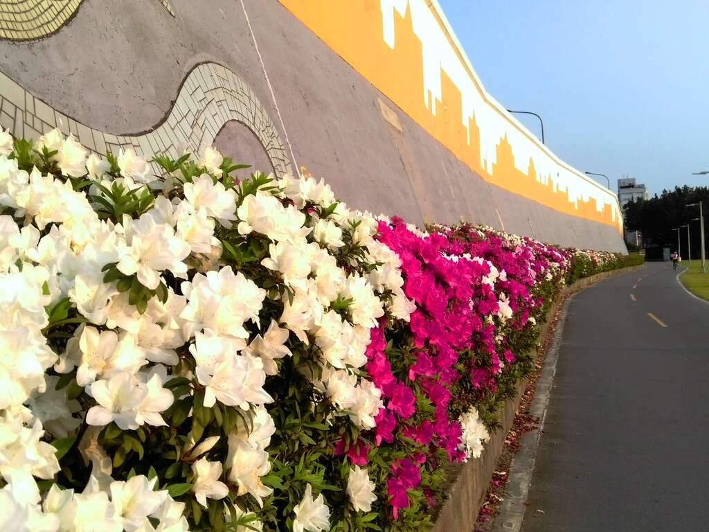北市河滨杜鹃花盛开  4月限时欣赏 骑单车游花河