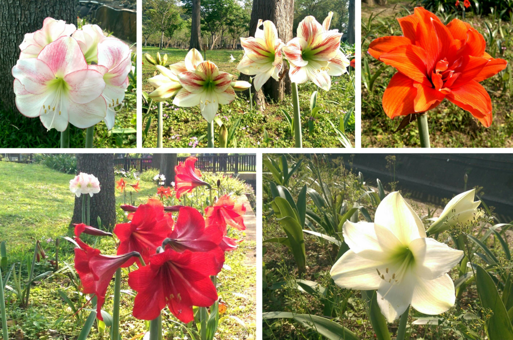 图4.孤挺花又称喇叭花，花色有红、橙、白等十分具有观赏价值。