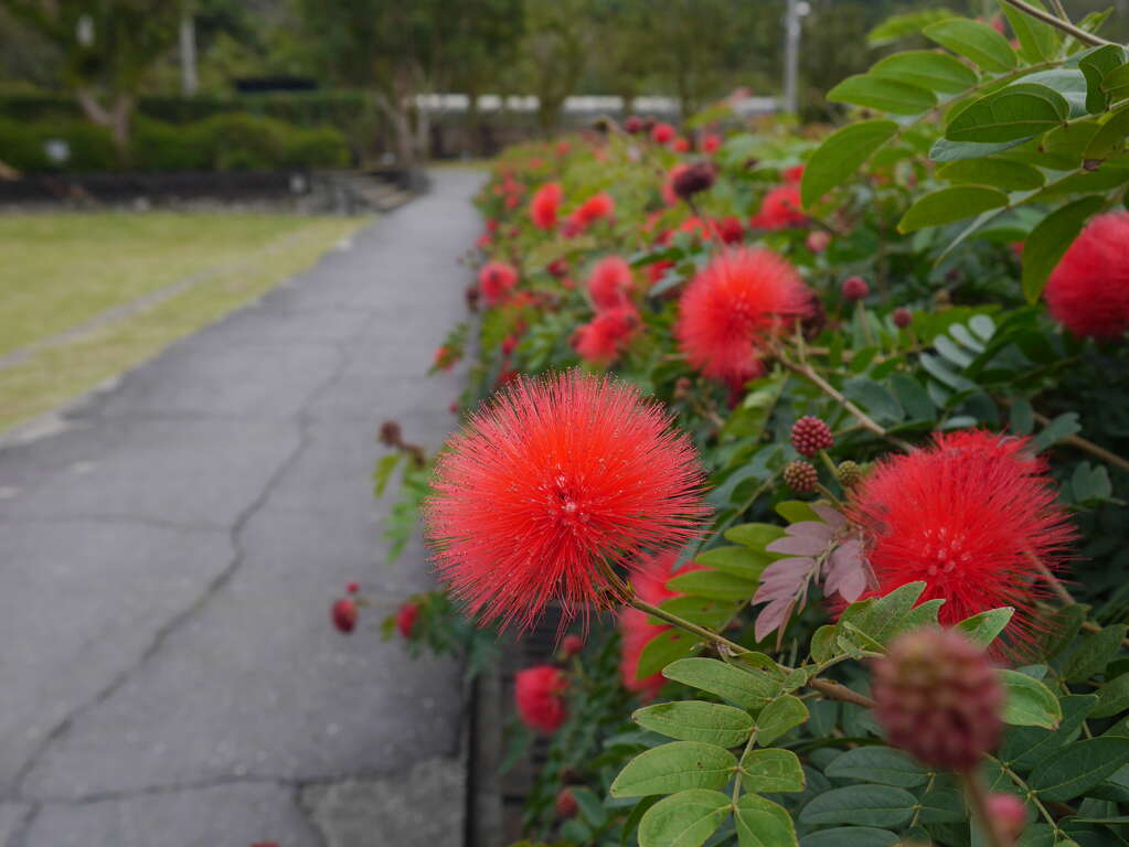 图5.官邸内踏青区旁的红粉扑花也展露出迷人丰采。