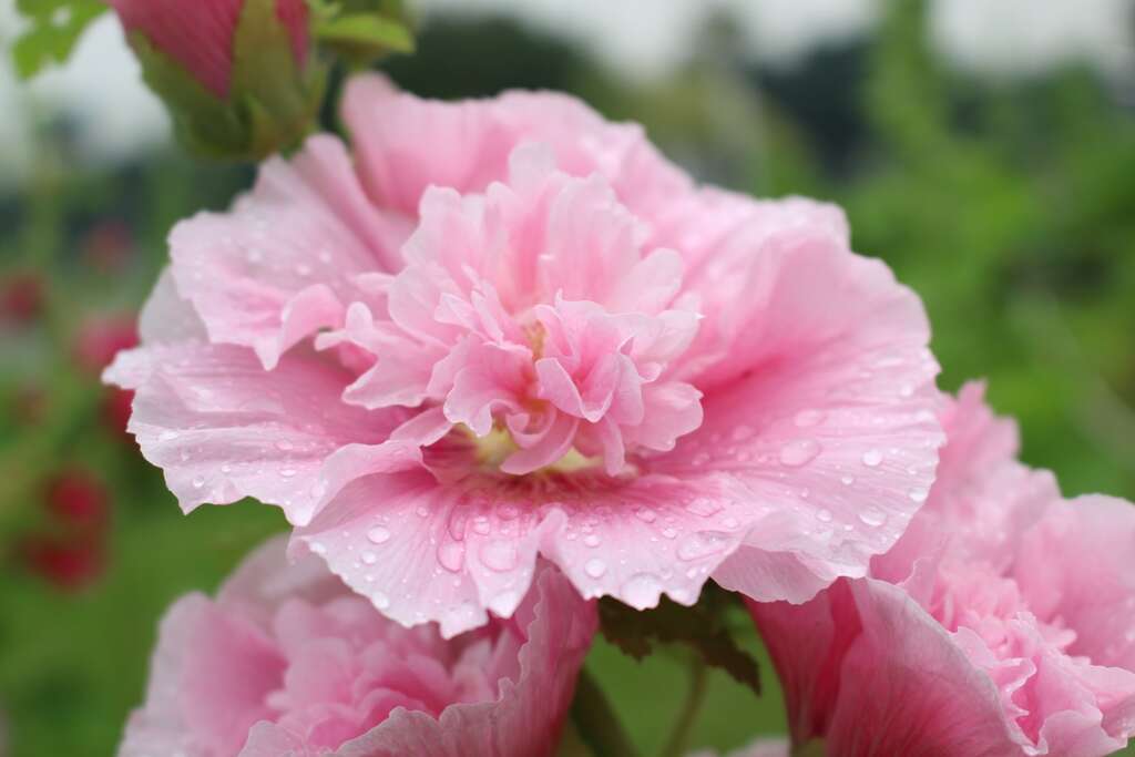 花博公園蜀葵盛開  霸氣展現宮廷風