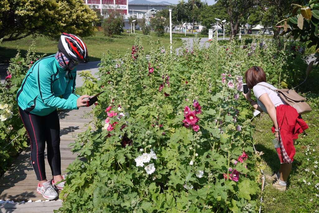 花博公園蜀葵盛開  霸氣展現宮廷風
